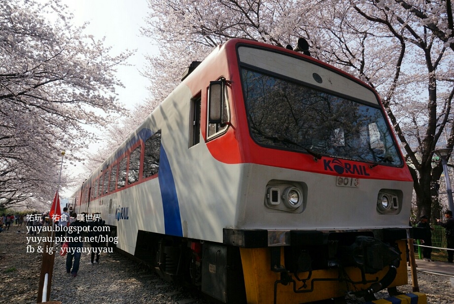 釜山賞櫻 - 鎮海軍港節 2016 - 慶和車站