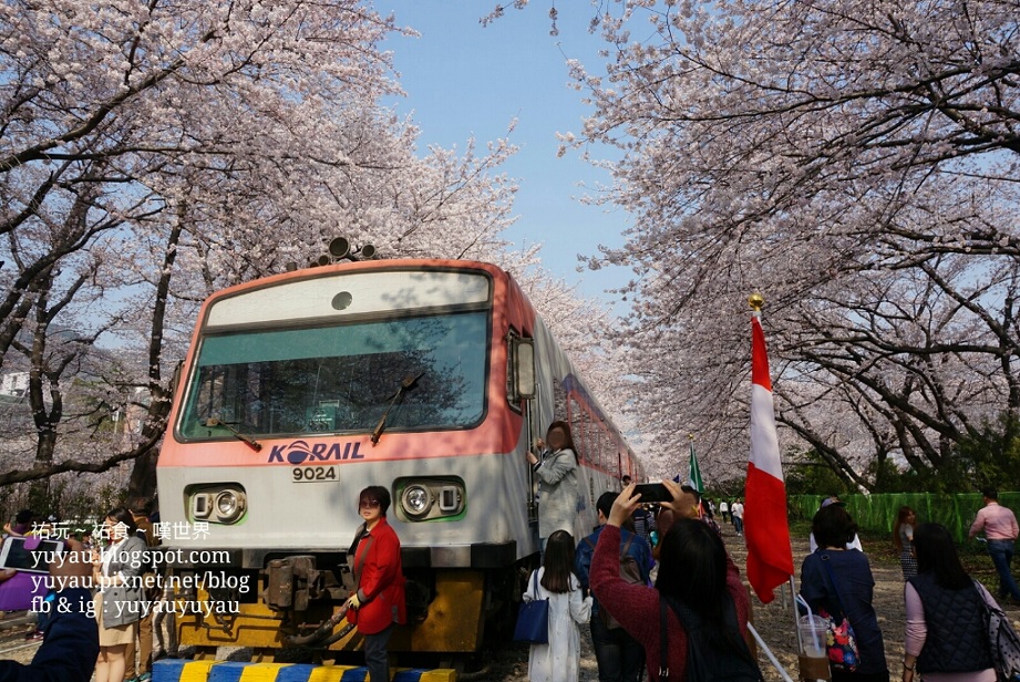 釜山賞櫻 - 鎮海軍港節 2016 - 慶和車站