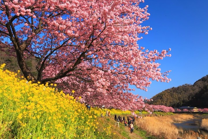 日本遊必讀 | 櫻花情報 | 「河津櫻花祭 2020」日本賞櫻第一擊！