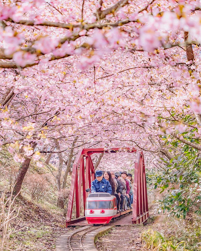 日本遊必讀 | 櫻花情報 | 「河津櫻花祭 2020」日本賞櫻第一擊！