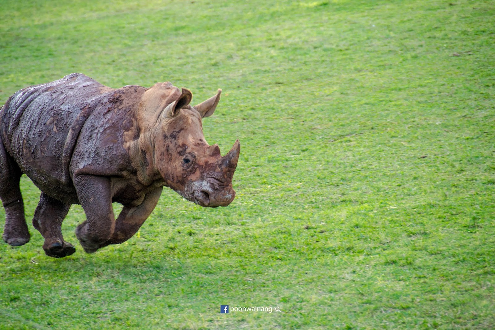 陽光海岸之旅： Australia Zoo與民保育