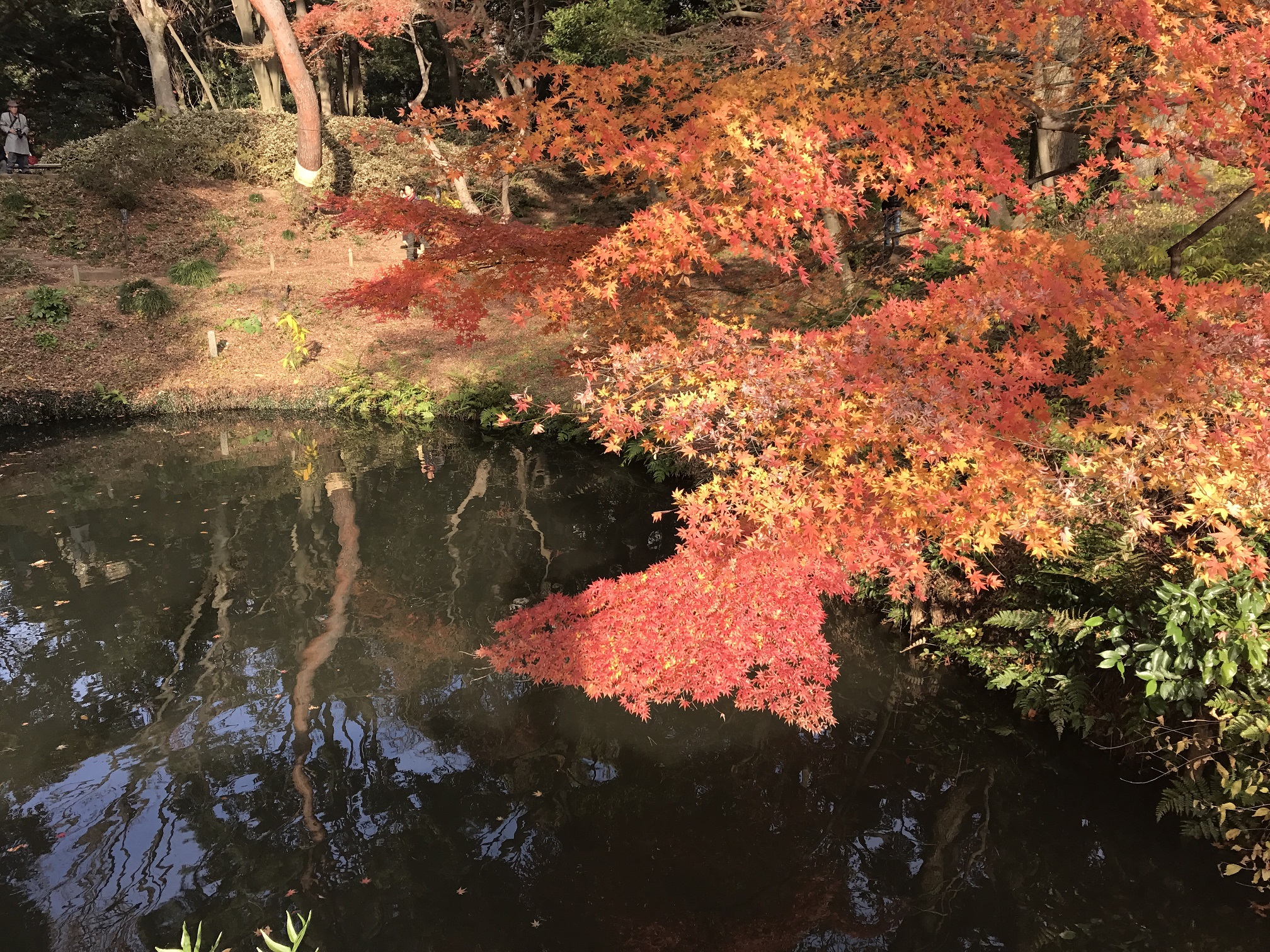 六義園秋色賞楓遊