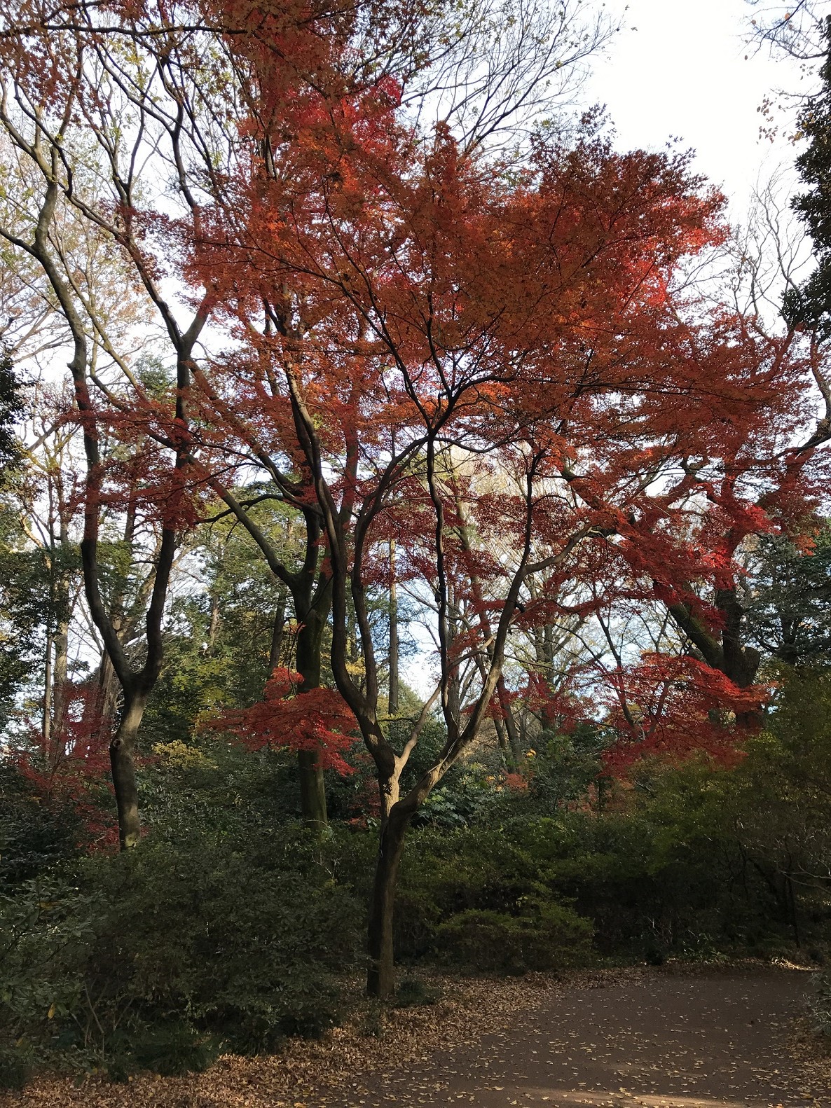 六義園秋色賞楓遊