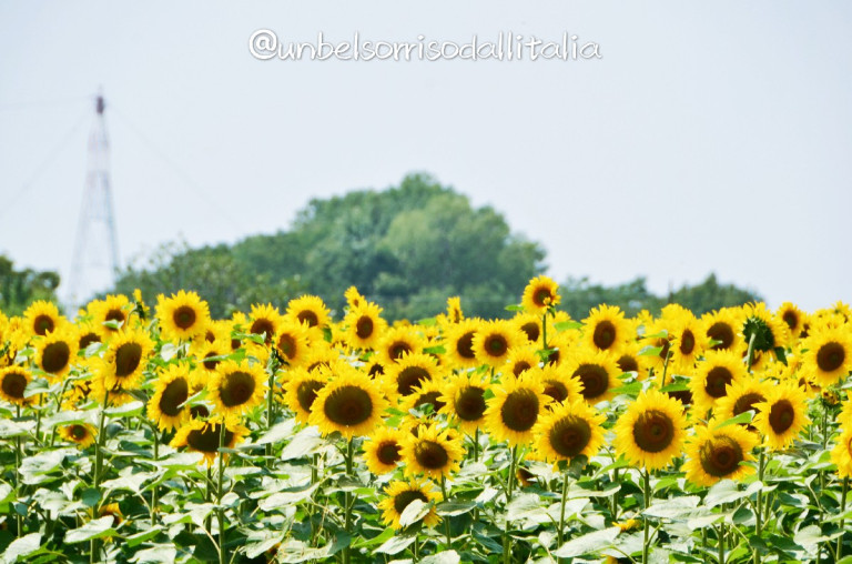 盛夏！意大利北部田園小旅程！尋找向日葵！