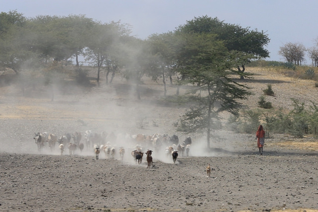 東非原始大地~坦桑尼亞動物大遷徙 Day 1