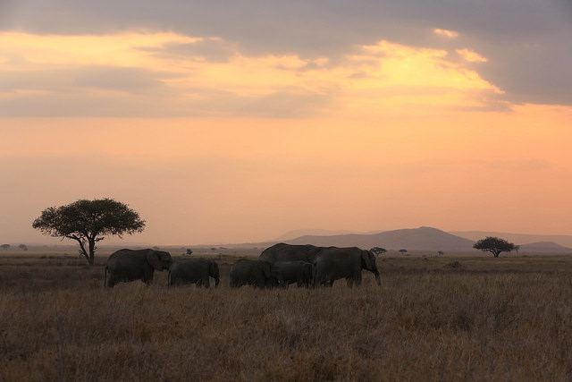 東非原始大地~坦桑尼亞動物大遷徙 Day 3 下