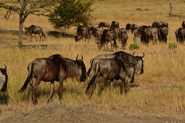 東非原始大地~坦桑尼亞動物大遷徙 Day 6 (有片)