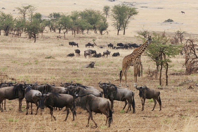 東非原始大地~坦桑尼亞動物大遷徙 Day 6 (有片)
