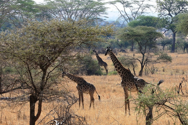 東非原始大地~坦桑尼亞動物大遷徙 Day 7