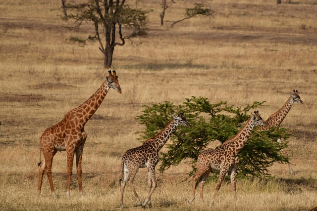 東非原始大地~坦桑尼亞動物大遷徙 Day 7
