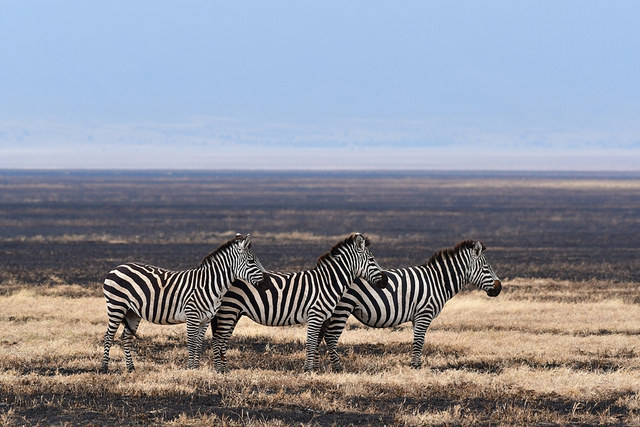 東非原始大地~坦桑尼亞動物大遷徙 Day 8