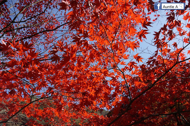 【2017韓國紅葉 】內藏山哪裏好拍好玩！ 全部告訴你！（入門級賞楓路線）