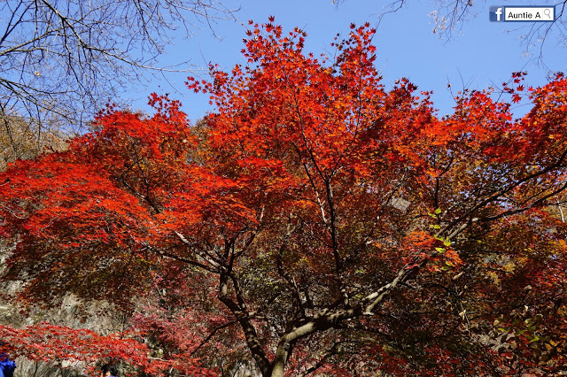 【2017韓國紅葉 】內藏山哪裏好拍好玩！ 全部告訴你！（入門級賞楓路線）