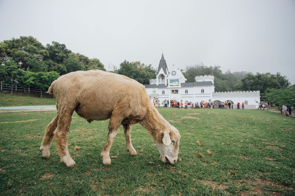 【清境】濃霧中的青青草原 ・雨中也要看綿羊秀＆馬術秀！