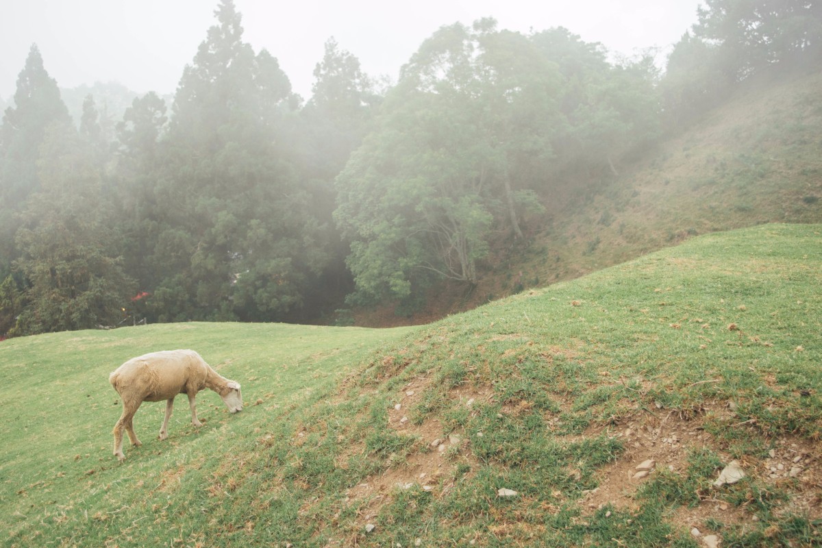 【清境】濃霧中的青青草原 ・雨中也要看綿羊秀＆馬術秀！