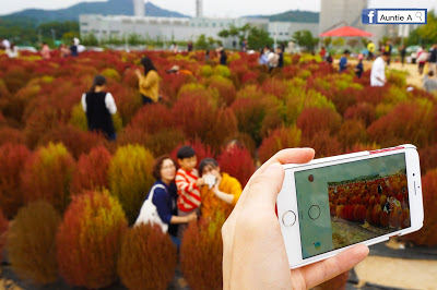 【韓國景點】楊州NARI公園 夢幻波波草＋粉紅花海亂子草 (附影片)