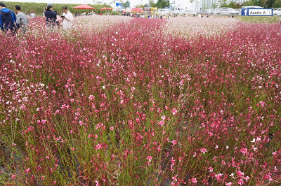 【韓國景點】楊州NARI公園 夢幻波波草＋粉紅花海亂子草 (附影片)