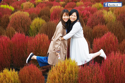 【韓國景點】楊州NARI公園 夢幻波波草＋粉紅花海亂子草 (附影片)