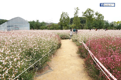 【韓國景點】楊州NARI公園 夢幻波波草＋粉紅花海亂子草 (附影片)