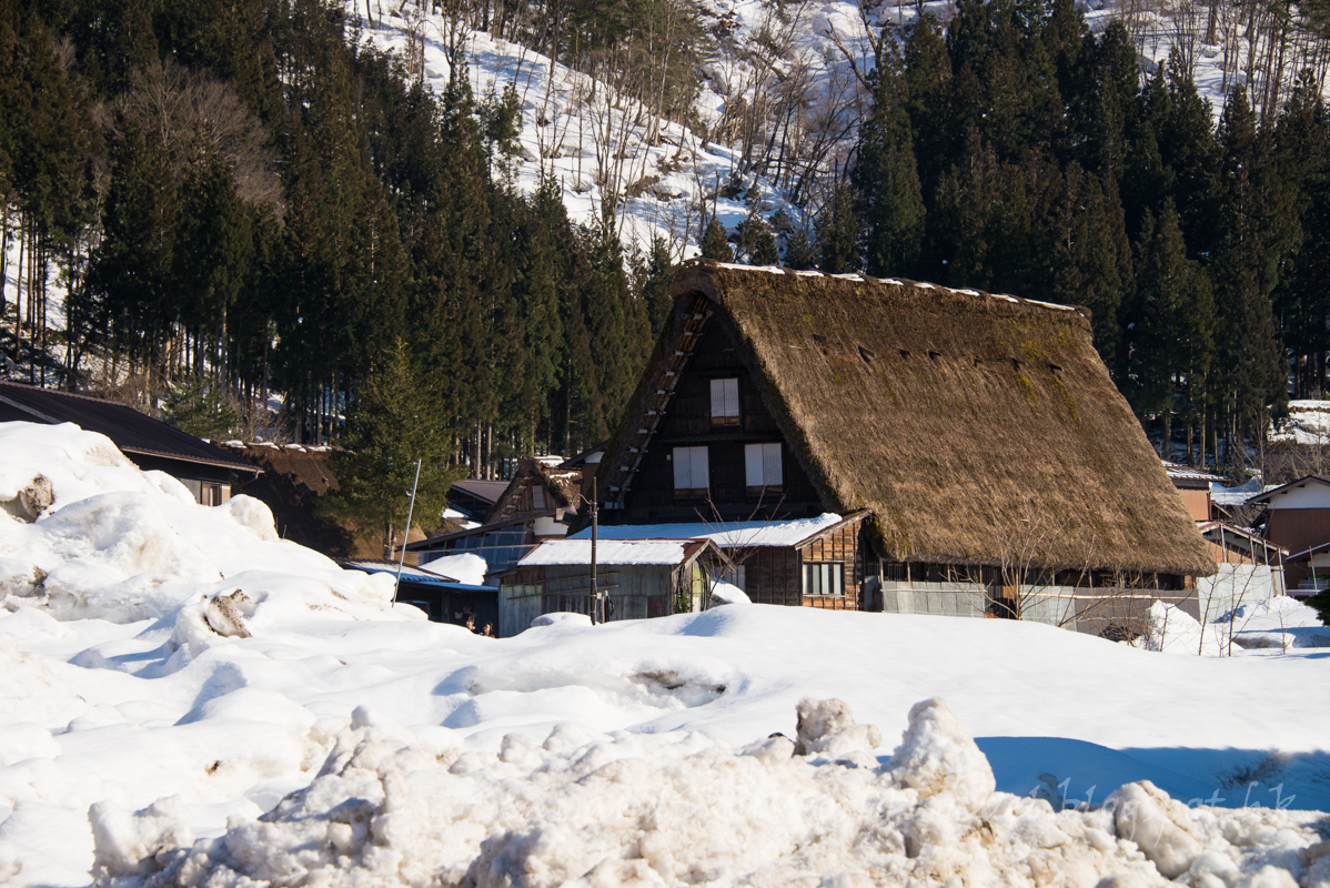 名古屋高山白川鄉櫻花飄雪自由行第3天: 白川鄉