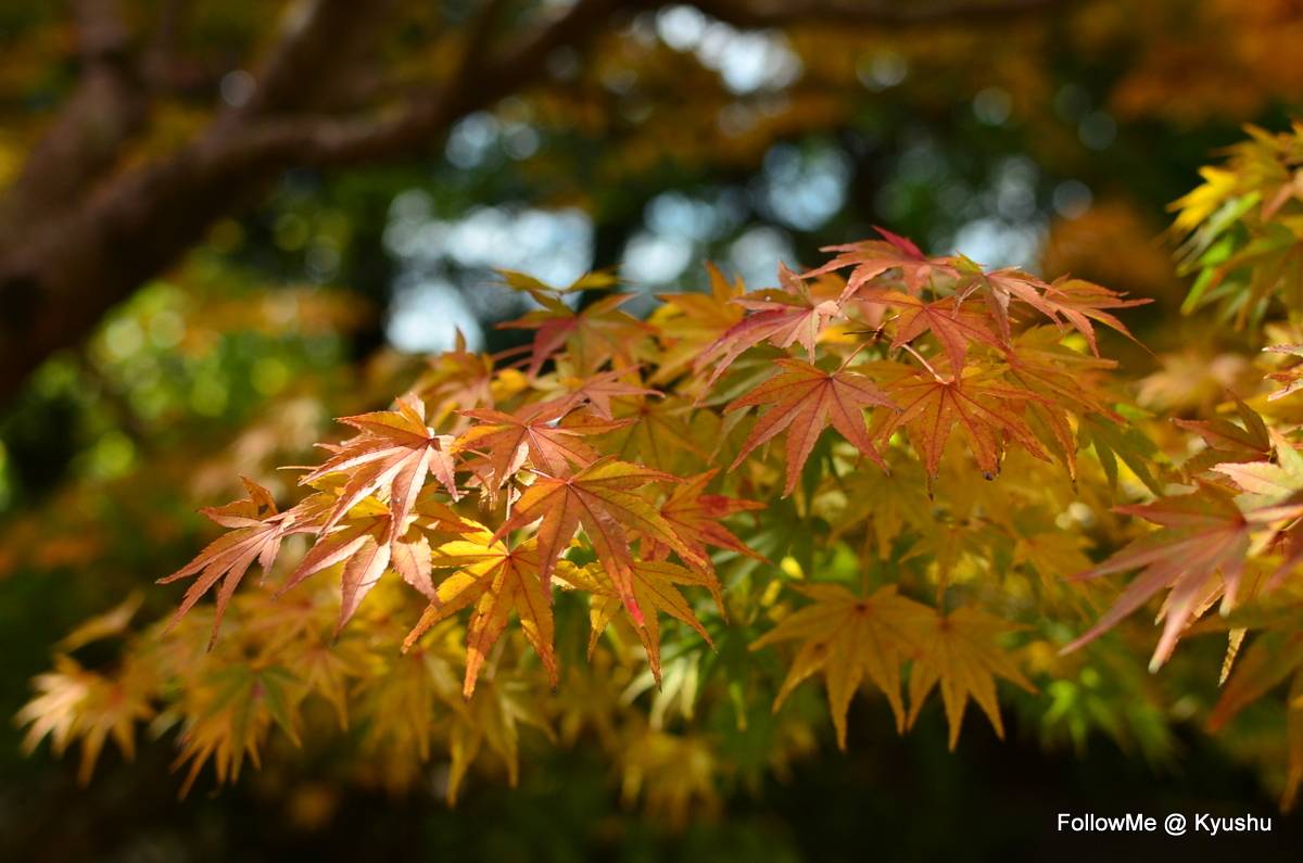 九州紅葉自駕遊~九州小京都杵築城