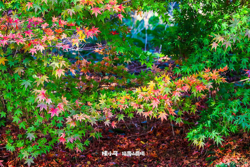 台中旅遊：福壽山農場～楓葉紅了，來去看楓葉