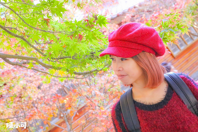 台中旅遊：福壽山農場～楓葉紅了，來去看楓葉