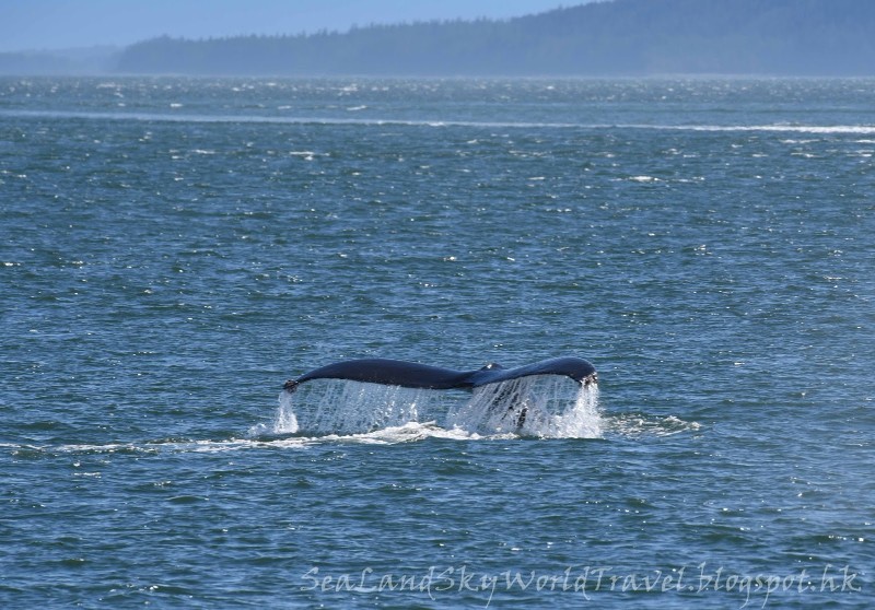阿拉斯加郵輪之旅：Juneau Whale watching
