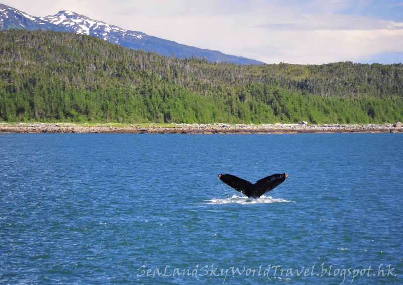 阿拉斯加郵輪之旅：Juneau Whale watching