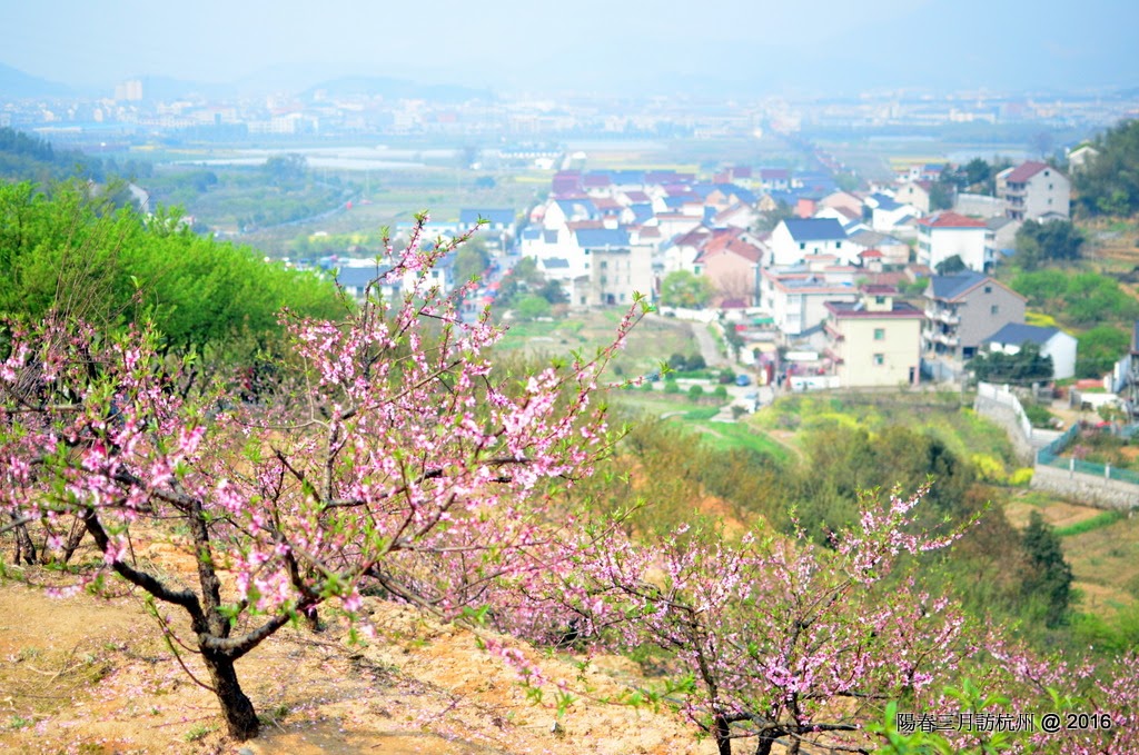 陽春三月訪杭州 Spring in HangZhou 3