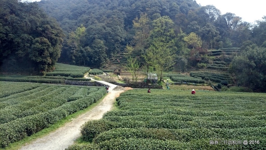 陽春三月訪杭州 Spring in HangZhou 3