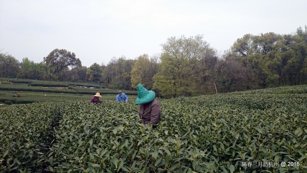 陽春三月訪杭州 Spring in HangZhou 3