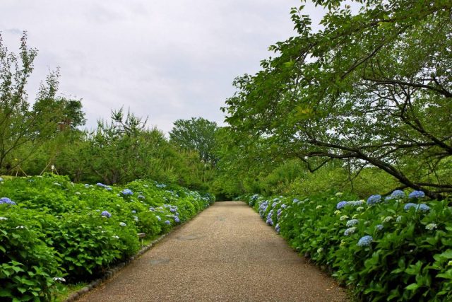 【遊記】日本．靜岡．岩本山公園