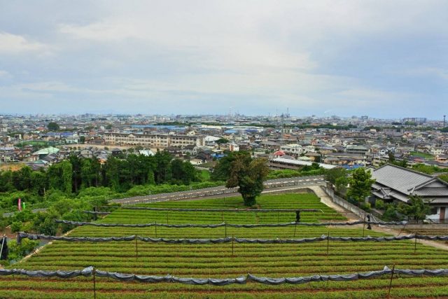 【遊記】日本．靜岡．岩本山公園