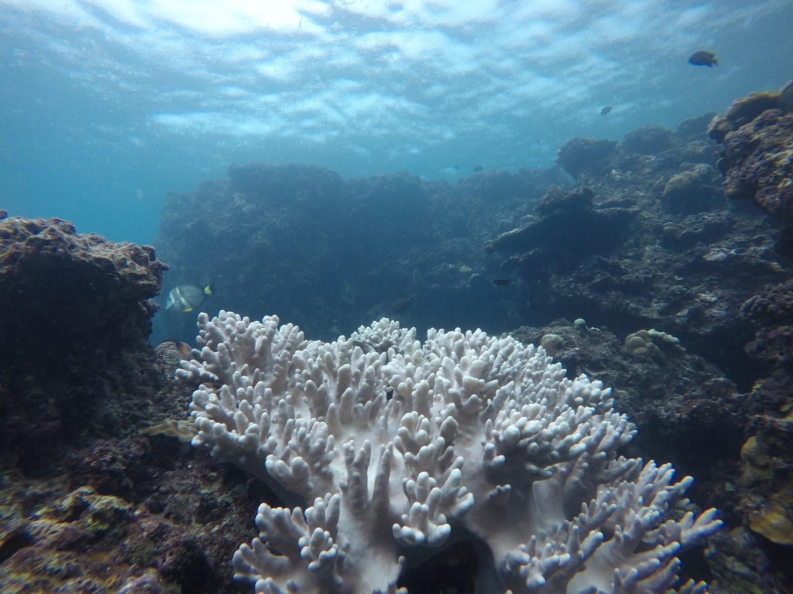 [日本/沖繩] 潛水浮潛必到 青之洞窟探險 沖繩本島特色潛點