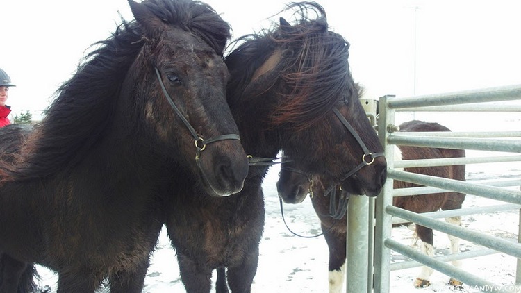 【冰島】 騎馬來玩 冰島金圈之旅 ！