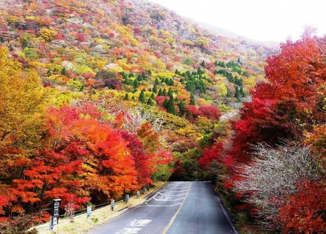 九州紅葉季一天懶人包 | 11月中旬楓在吹！