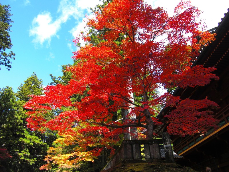 Day 1 ~東京近郊遊日光紅葉季