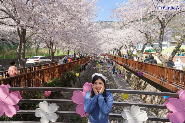 【韓國櫻花】鎮海櫻花滿開了！韓國最大櫻花慶典！34萬棵韓櫻！