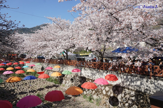 【韓國櫻花】鎮海櫻花滿開了！韓國最大櫻花慶典！34萬棵韓櫻！