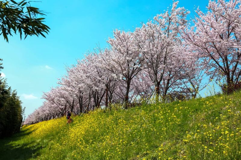 韓國最大油菜花田節~洛東江油菜花慶典