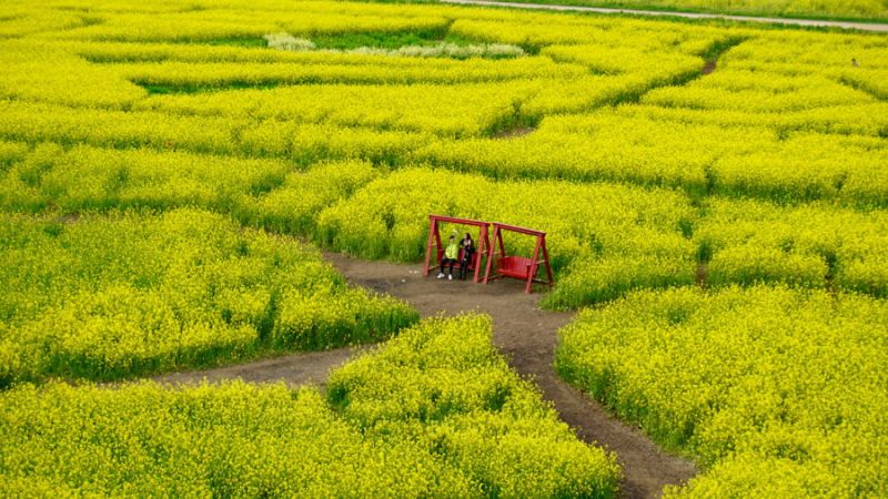 韓國最大油菜花田節~洛東江油菜花慶典