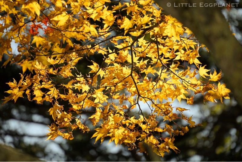 【櫪木縣】日光中禪寺湖單車一天遊,10月關東紅葉,遊記路線,交通資訊