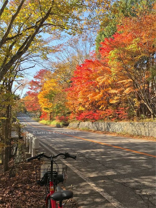 【櫪木縣】日光中禪寺湖單車一天遊,10月關東紅葉,遊記路線,交通資訊