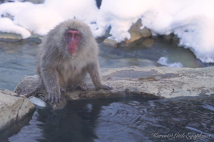 【長野縣】地獄谷野猿公苑：冬季限定奇觀,世上唯一泡溫泉的猴子,交通資訊