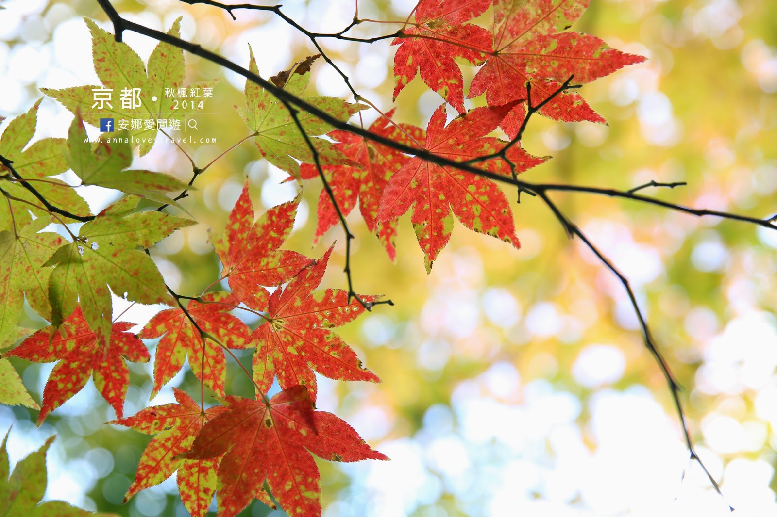 【京都紅葉之旅】最美的圓光寺．畫般的詩仙堂