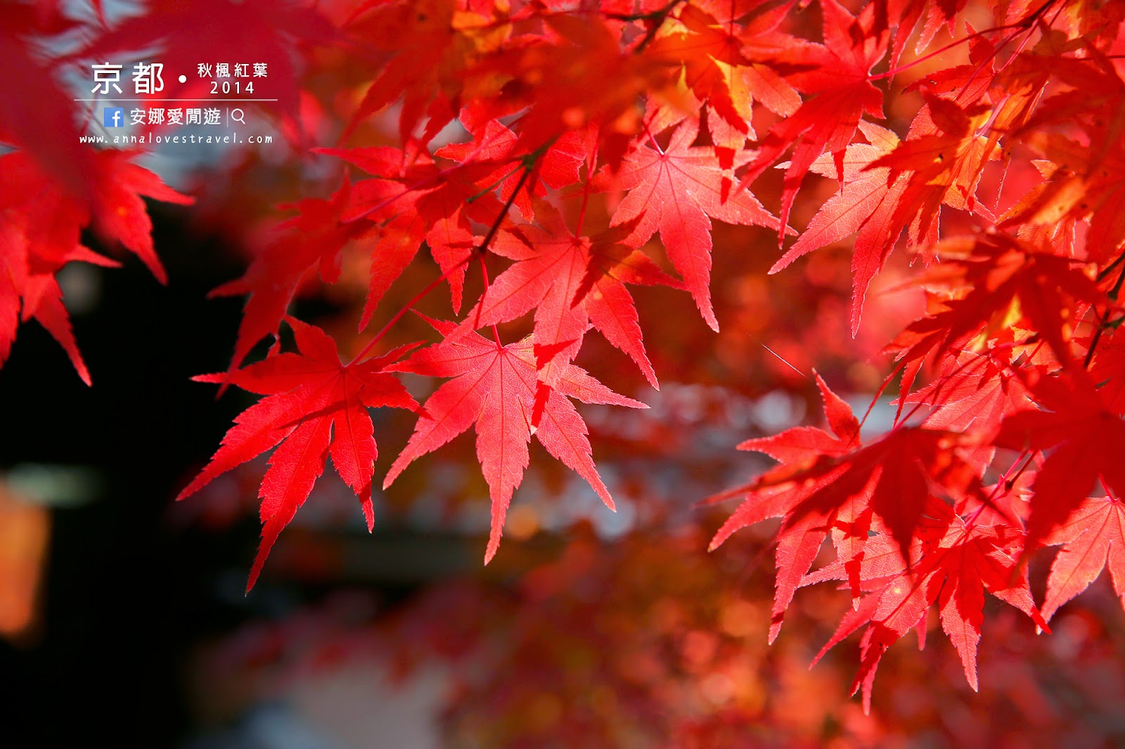 【京都紅葉之旅】最美的圓光寺．畫般的詩仙堂