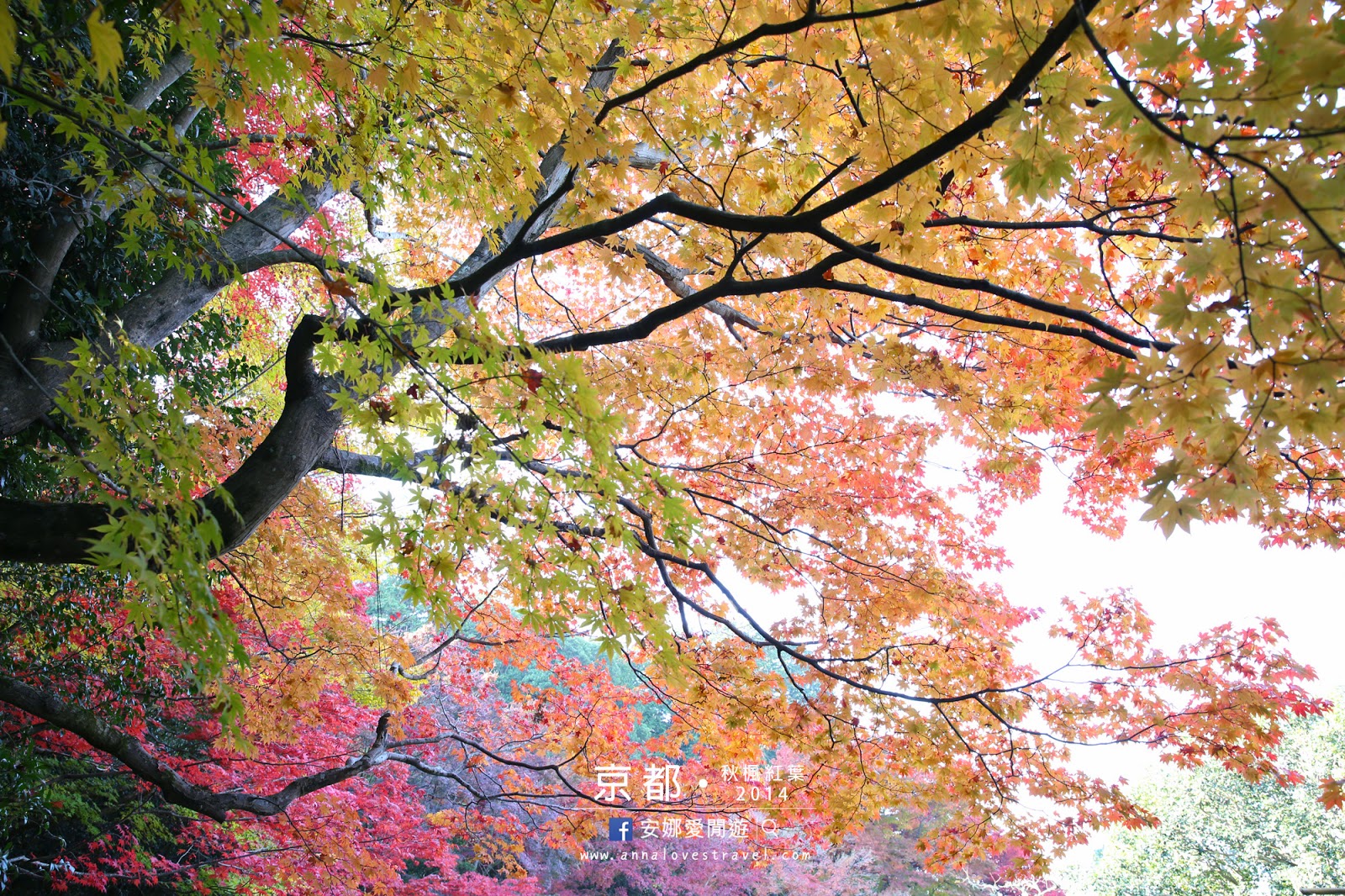 【京都紅葉之旅】最美的圓光寺．畫般的詩仙堂