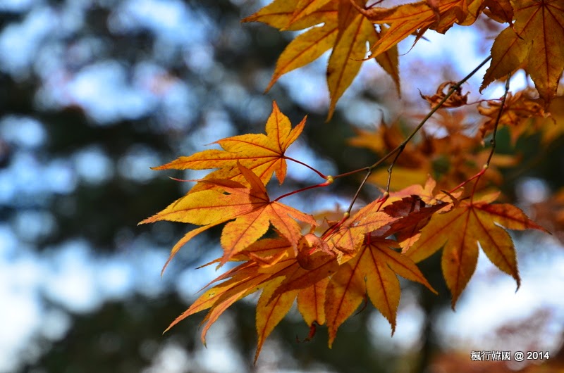 楓行韓國 x 紅葉秘苑